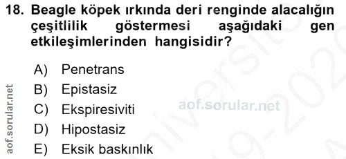 18. soru: Beagle köpek ırkında deri renginde alacalığın çeşitlilik göstermesi aşağıdaki gen etkileşimlerinden hangisidir? A) Pe…