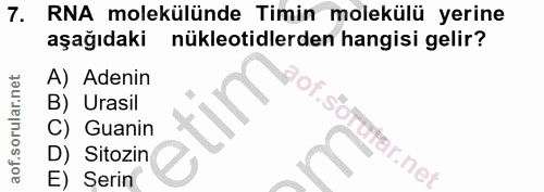 7. soru: RNA molekülünde Timin molekülü yerine aşağıdaki nükleotidlerden hangisi gelir? A) Adenin B) Urasil C) Guanin D) Sitoz…