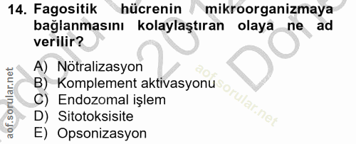 14. soru: Fagositik hücrenin mikroorganizmaya bağlanmasını kolaylaştıran olaya ne ad verilir? A) Nötralizasyon B) Komplement ak…