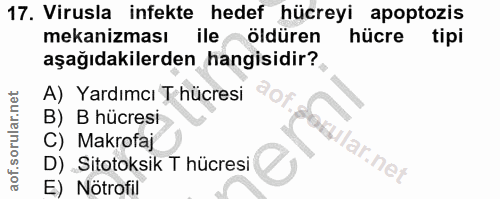 17. soru: Virusla infekte hedef hücreyi apoptozis mekanizması ile öldüren hücre tipi aşağıdakilerden hangisidir? A) Yardımcı T…