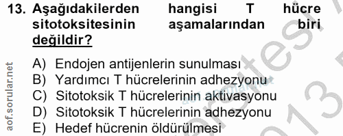 13. soru: Aşağıdakilerden hangisi T hücre sitotoksitesinin aşamalarından biri değildir? A) Endojen antijenlerin sunulması B) Ya…