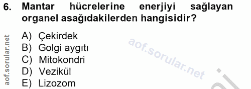 6. soru: Mantar hücrelerine enerjiyi sağlayan organel asağıdakilerden hangisidir? A) Çekirdek B) Golgi aygıtı lof. C) Mitokond…