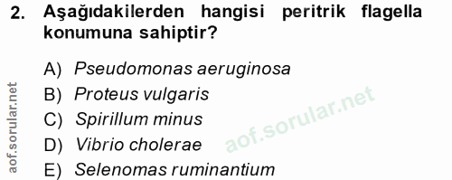2. soru: Aşağıdakilerden hangisi peritrik flagella konumuna sahiptir? A) Pseudomonas aeruginosa B) Proteus vulgaris C) Spirill…