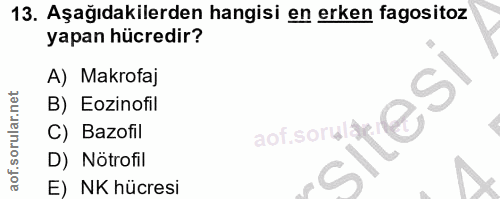 13. soru: Aşağıdakilerden hangisi en erken fagositoz yapan hücredir? A) Makrofaj B) Eozinofil C) Bazofil D) Nötrofil E) NK hücresi