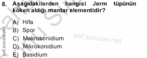 8. soru: Aşağıdakilerden hangisi Jerm tüpünün köken aldığı mantar elementidir? A) Hifa B) Spor C) Makrokonidium D) Mikrokonidi…