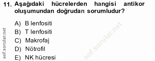 11. soru: Aşağıdaki hücrelerden hangisi antikor oluşumundan doğrudan sorumludur? A) B lenfositi B) T lenfositi C) Makrofaj aof.…