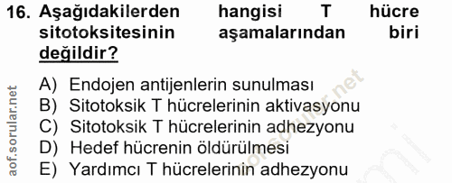 16. soru: Aşağıdakilerden hangisi T hücre sitotoksitesinin aşamalarından biri değildir? A) Endojen antijenlerin sunulması B) Si…