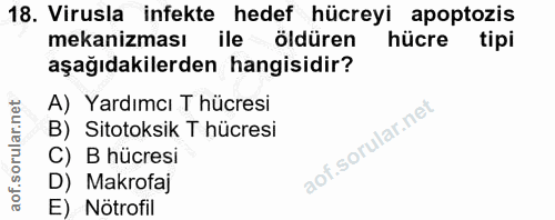 18. soru: Virusla infekte hedef hücreyi apoptozis mekanizması ile öldüren hücre tipi aşağıdakilerden hangisidir? A) Yardımcı T…