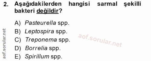 2. soru: Aşağıdakilerden hangisi sarmal şekilli bakteri değildir? A) Pasteurella spp. B) Leptospira spp. C) Treponema spp. D)…