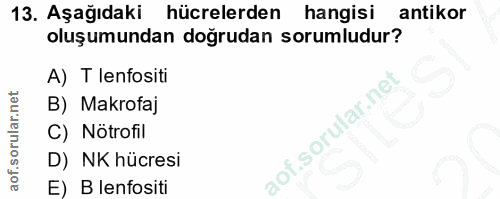 13. soru: Aşağıdaki hücrelerden hangisi antikor oluşumundan doğrudan sorumludur? A) T lenfositi B) Makrofaj C) Nötrofil D) NK h…