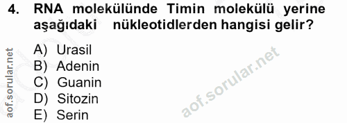 4. soru: RNA molekülünde Timin molekülü yerine aşağıdaki nükleotidlerden hangisi gelir? A) Urasil B) Adenin C) Guanin D) Sitoz…