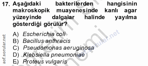 17. soru: Aşağıdaki bakterilerden hangisinin makroskopik muayenesinde kanlı agar yüzeyinde dalgalar halinde yayılma gösterdiği…