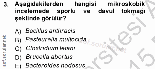 3. soru: Aşağıdakilerden hangisi mikroskobik incelemede sporlu ve davul tokmağı şeklinde görülür? A) Bacillus anthracis B) Pas…