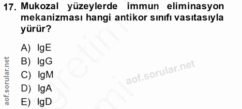 17. soru: Mukozal yüzeylerde immun eliminasyon mekanizması hangi antikor sınıfı vasıtasıyla yürür? A) IgE B) IgG C) IgM D) IgA…