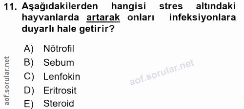 11. soru: Aşağıdakilerden hangisi stres altındaki hayvanlarda artarak onları ineksiyonlara duyarlı hale getirir? A) Nötrofil B)…