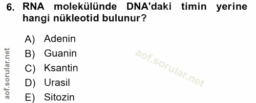 6. soru: RNA molekülünde DNA'daki timin yerine hangi nükleotid bulunur? A) Adenin B) Guanin C) Kantin D) Urasil E) Sitozin