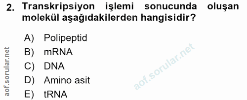 2. soru: Transkripsiyon işlemi sonucunda oluşan molekül aşağıdakilerden hangisidir? A) Polipeptid B) mRNA C) DNA D) Amino asit…