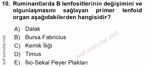 10. soru: Ruminantlarda B lenfositlerinin değişimini ve olgunlaşmasını sağlayan primer lenfoid organ aşağıdakilerden hangisidir…