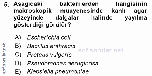 5. soru: Aşağıdaki bakterilerden hangisinin makroskopik muayenesinde kanlı agar yüzeyinde dalgalar halinde yayılma gösterdiği…