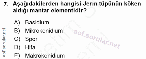7. soru: Aşağıdakilerden hangisi Jerm tüpünün köken aldığı mantar elementidir? A) Basidium B) Mikrokonidium C) Spor D) Hifa E)…
