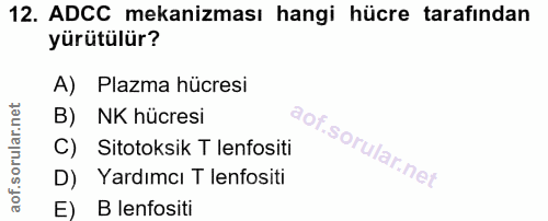 12. soru: ADCC mekanizması hangi hücre tarafından yürütülür? A) Plazma hücresi B) NK hücresi C) Sitotoksik T lenfositi D) Yardı…