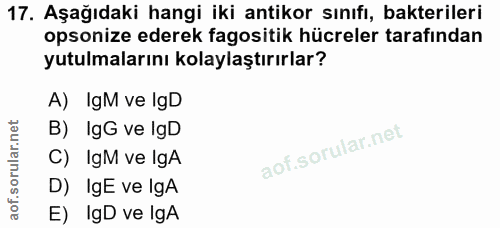 17. soru: Aşağıdaki hangi iki antikor sınıfı, bakterileri opsonize ederek fagositik hücreler tarafından yutulmalarını kolaylaşt…