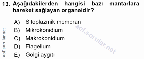 13. soru: Aşağıdakilerden hangisi bazı mantarlara hareket sağlayan organeldir? A) Sitoplazmik membran B) Mikrokonidium C) Makro…