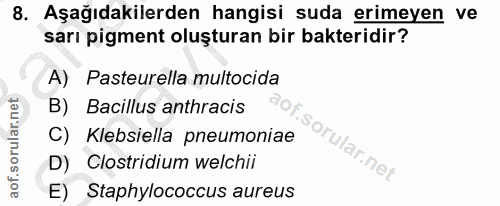 8. soru: Aşağıdakilerden hangisi suda erimeyen ve sarı pigment oluşturan bir bakteridir? A) Pasteurella multocida B) Bacillus…