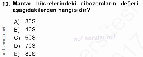 13. soru: Mantar hücrelerindeki ribozomların değeri aşağıdakilerden hangisidir? A) 30S B) 40S C) 60S D) 70S E) 80S