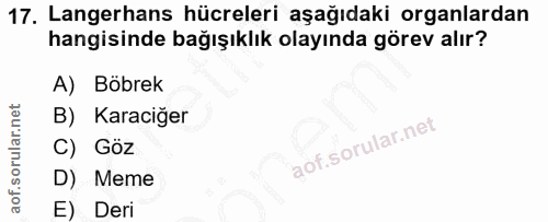 17. soru: Langerhans hücreleri aşağıdaki organlardan hangisinde bağışıklık olayında görev alır? A) Böbrek B) Karaciğer C) Göz D…