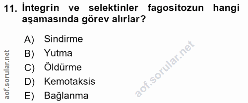 11. soru: Integrin ve selektinler fagositozun hangi aşamasında görev alırlar? A) Sindirme lar.net B) Yutma C) Öldürme orul D) K…