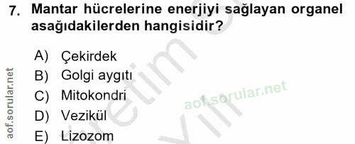 7. soru: Mantar hücrelerine enerjiyi sağlayan organel asağıdakilerden hangisidir? A) Çekirdek B) Golgi aygıtı Mitokondri aof s…