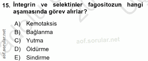 15. soru: Integrin ve selektinler fagositozun hangi aşamasında görev alırlar? A) Kemotaksis B) Baglanma of. C) Yutma D) Öldürme…