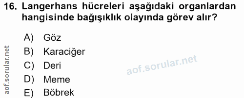 16. soru: Langerhans hücreleri aşağıdaki organlardan hangisinde bağışıklık olayında görev alır? A) Göz B) Karaciğer C) Deri D)…