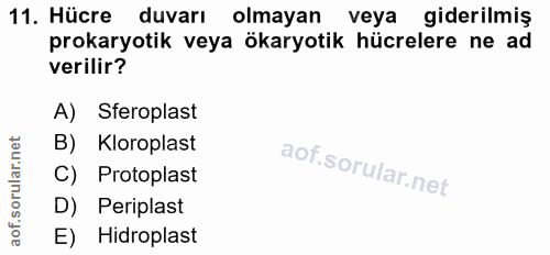 11. soru: Hücre duvarı olmayan veya giderilmiş prokaryotik veya ökaryotik hücrelere ne ad verilir? A) Sferoplast B) Kloroplast…