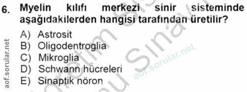 6. soru: Myelin kılıfı merkezi Sinir sisteminde aşağıdakilerden hangisi tarafından üretilir? A) Astrosit B) Oligodentroglia Mi…