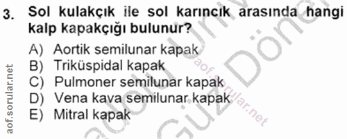 3. soru: Sol kulakçık ile sol karıncık arasında hangi kalp kapakçığı bulunur? A) Aortik semilunar kapak B) Triküspidal kapak C…