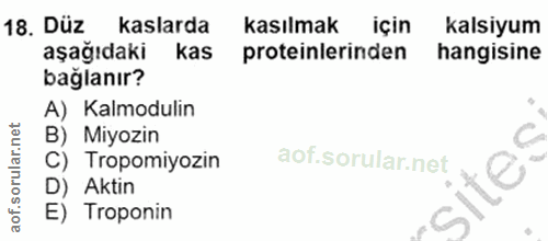 18. soru: Düz kaslarda kasılmak için kalsiyum aşağıdaki kas proteinlerinden hangisine bağlanır? A) Kalmodulin B) Miyozin C C) T…