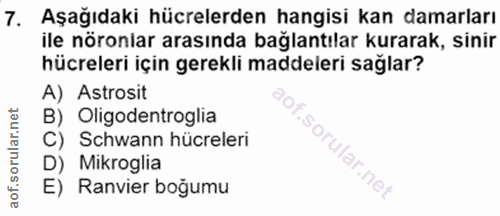 7. soru: Aşağıdaki hücrelerden hangisi kan damarları ile nöronlar arasında bağlantılar kurarak, sinir hücreleri için gerekli m…