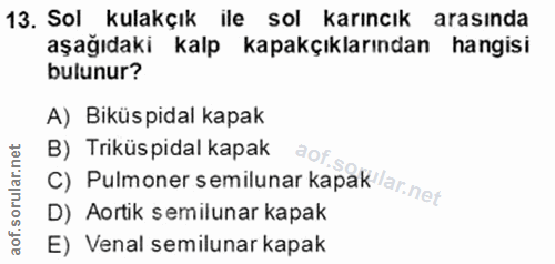 13. soru: Sol kulakçık ile sol karıncık arasında aşağıdaki kalp kapakçıklarından hangisi bulunur? A) Biküspidal kapak B) Triküs…