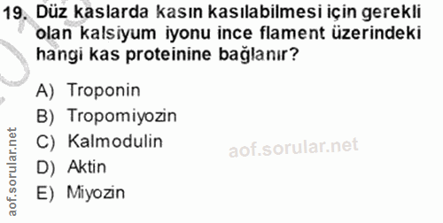 19. soru: Düz kaslarda kasın kasılabilmesi için gerekli olan kalsiyum iyonu ince flament üzerindeki hangi kas proteinine bağlan…