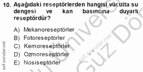 10. soru: Aşağıdaki reseptörlerden hangisi vücutta su dengesi ve kan basıncına duyarlı reseptördür? A) Mekanoreseptörler B) Fot…