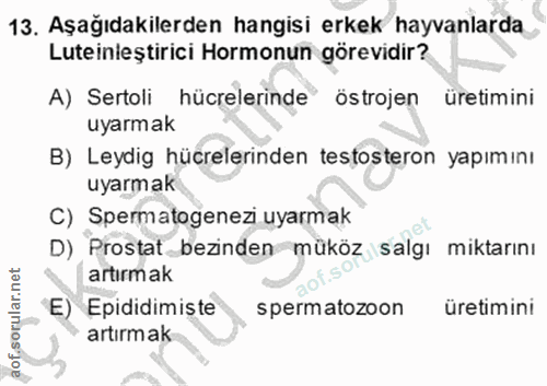 13. soru: Aşağıdakilerden hangisi erkek hayvanlarda Luteinleştirici Hormonun görevidir? A) Sertoli hücrelerinde östrojen üretim…