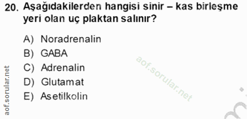 20. soru: Aşağıdakilerden hangisi sinir - kas birleşme yeri olan uç plaktan salınır? A) Noradrenalin B) GABA C) Adrenalin D) Gl…