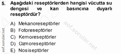 5. soru: Aşağıdaki reseptörlerden hangisi vücutta su dengesi ve kan basıncına duyarlı reseptördür? A) Mekanoreseptörler B) Fot…