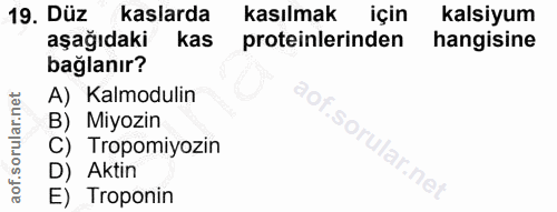 19. soru: Düz kaslarda kasılmak için kalsiyum aşağıdaki kas proteinlerinden hangisine bağlanır? A) Kalmodulin B) Miyozin C) Tro…