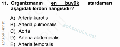11. soru: Organizmanın en büyük atardamarı aşağıdakilerden hangisidir? A) Arteria karotis B) Arteria pulmonalis C) Aorta D) Art…