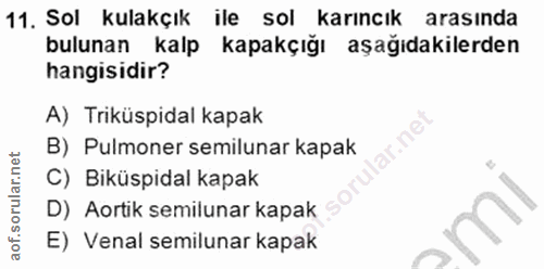 11. soru: Sol kulakçık ile sol karıncık arasında bulunan kalp kapakçığı aşağıdakilerden hangisidir? A) Triküspidal kapak B) Pul…