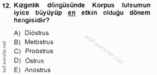 12. soru: Kızgınlık döngüsünde Korpus luteumun iyice büyüyüp en etkin olduğu dönem hangisidir? A) Distrus B) Metöstrus C) Proös…