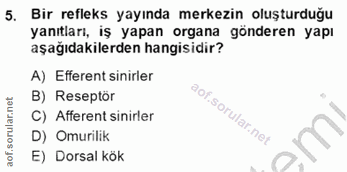 5. soru: Bir refleks yayında merkezin oluşturduğu yanıtları, iş yapan organa gönderen yapı aşağıdakilerden hangisidir? A) Effe…
